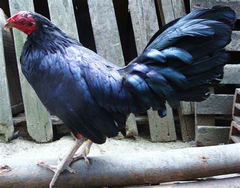 Gallos Finos De Pelea Criadero Los Zorro