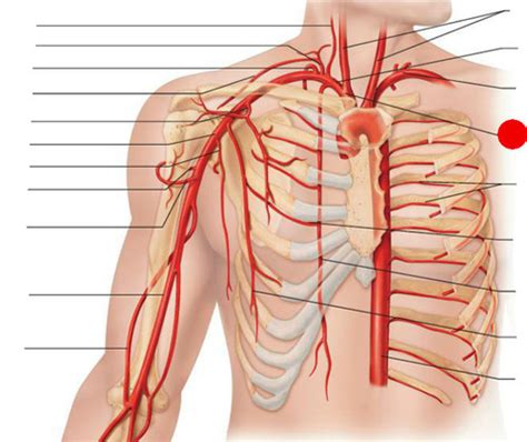 Blood Vessels Lab Flashcards Quizlet