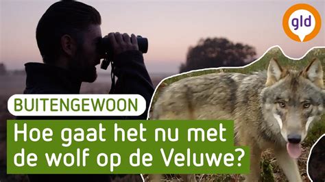 Buitengewoon Over Wolven Op De Veluwe Youtube