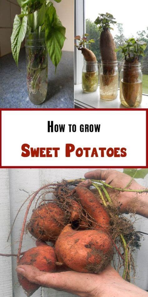 How To Grow Sweet Potato Vine Indoors Growing Sweet Potatoes Potato Gardening Growing Potatoes