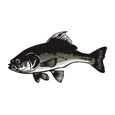 Premium Vector | Bass fish black and white vector