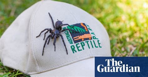 Biggest male funnel-web spider dubbed ‘Hercules’ found north of Sydney ...