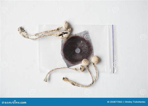 Sporeprint Medicines Physical Grow Psilocybin Mushroom Psychedelic