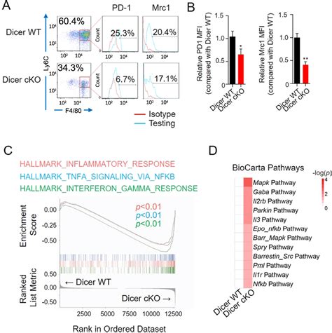 Macrophage Dicer Deficiency Inhibited The Anti Inflammatory Molecules