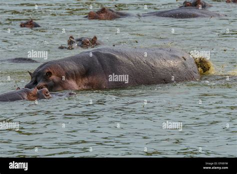 Hippo Poop Sprinkler