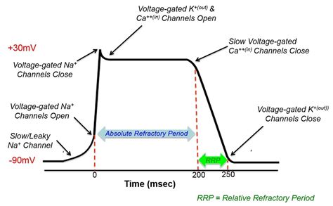 Cardiac Myocyte Action Potential Diagram Quizlet