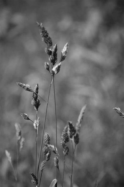 Greyscale Grass Ellah52 Flickr