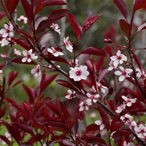 PurpleLeaf Sand Cherry The Growing Guys Nursery