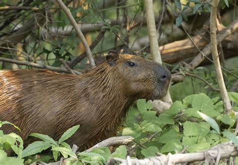 Anaconda Eating Capybara