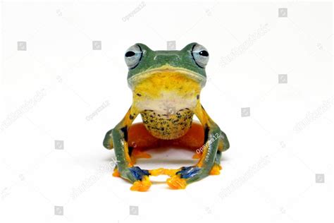 Flying Tree Frog Javan Tree Frog Wallace Frog Rhacophorus