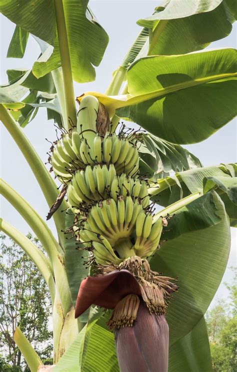 Banana Tree Flowering Stages 🌼🍌 Follow The Journey Of Growth