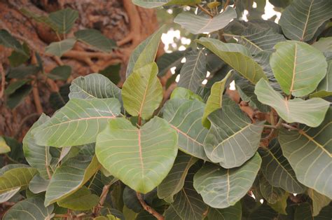 Ficus Platyphylla Illustrations Eflore Tela Botanica