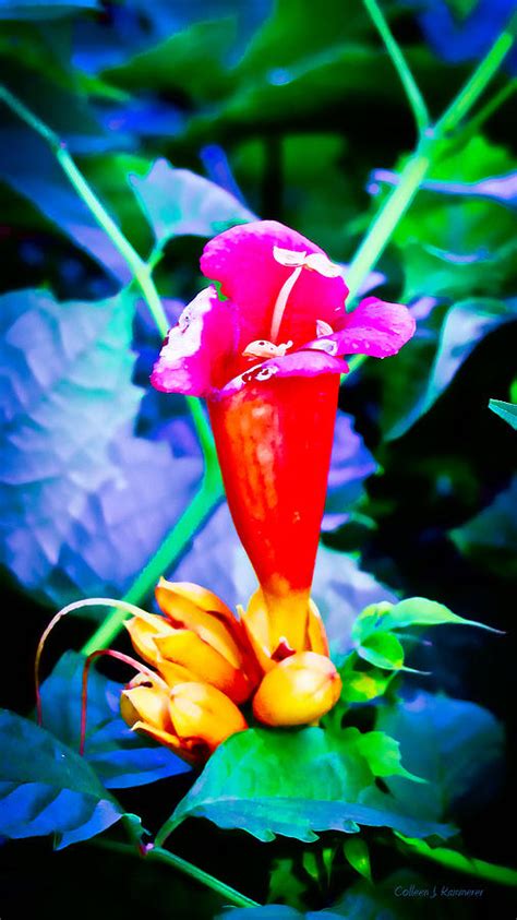 Vibrant Beauty Photograph By Colleen Kammerer Fine Art America