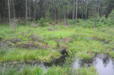Mokřady a rašeliniště – Příroda Říčanska