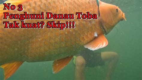 Best Strike Ikan Mas Besar Danau Toba Compilasi Spearfishing Danau