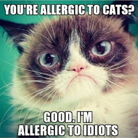 Funny Grumpy Cat Memes #Grumpy Cat #Funny | Funny grumpy cat memes, Cat ...
