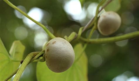 Dioscorea Bulbifera: How to Grow and Care for Air Potato In 2023