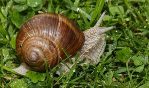 Rhs Top 10 Garden Pests Including Ants Slugs And Snails Nature