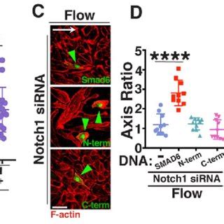 SMAD6 Regulates Endothelial Cell Barrier Function And Cellcell Junction