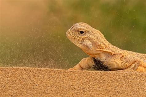 Premium Photo Secret Toadhead Agama Or Phrynocephalus Mystaceus