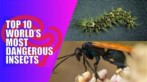 Top 10 Worlds Most Dangerous Insects Top 10 Most Dangerous Insects Bizarref Youtube