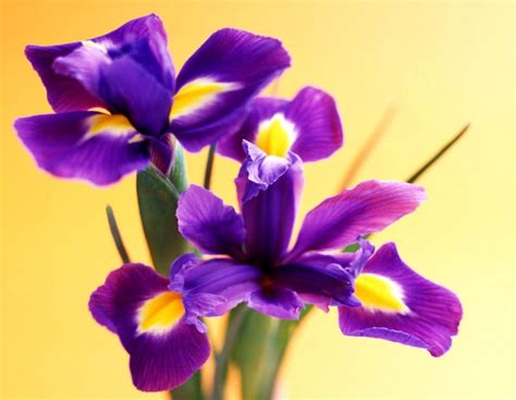 Purple Irises Wallpapers - Wallpaper Cave