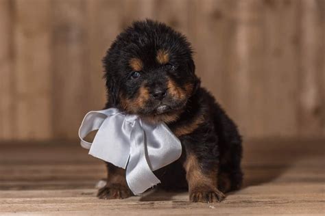 Annual Tibetan Mastiff Price