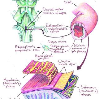 The enteric nervous system. | Download Scientific Diagram