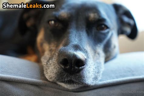 Gutchan Gutfuzz Leaked Nude OnlyFans Photo 21 ShemaleLeaks