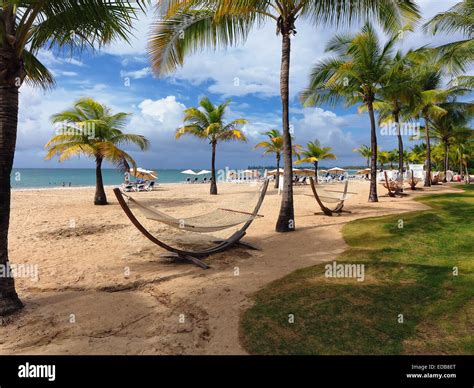 Palm Trees and Hammocks, Carolina Beach, Isla Verde, Puerto Rico Stock ...