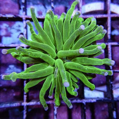 Shrimp – Harry's Marine Life