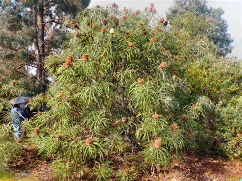 Banksia speciosa – Showy Banksia | Gardening With Angus