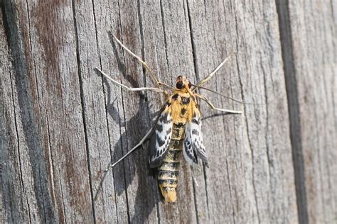 Brennnesselz Nsler Brennnesselz Nsler Anania Hortulata Flickr