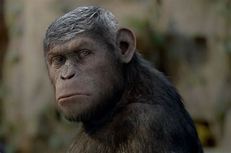 6 Pics Of Caesar From ‘planet Of The Apes With A Caesar