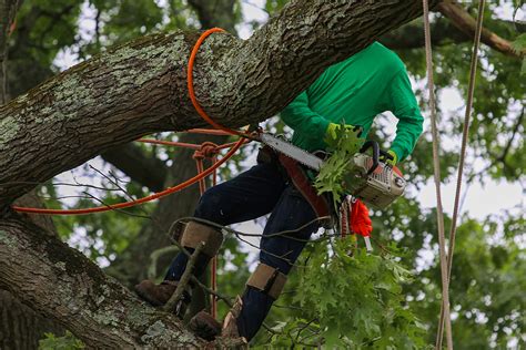 Reasons You May Need A Tree Removed Boulay Landscaping Wells Maine