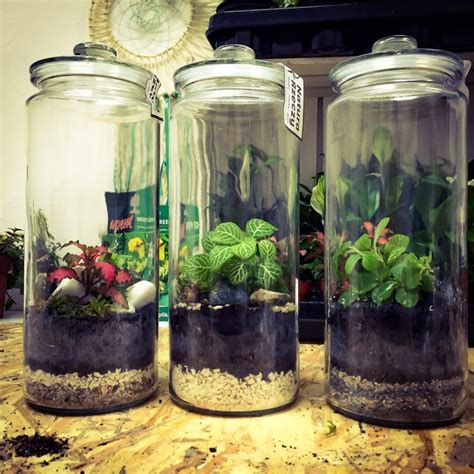 How To Use Glass Jars For Plants Glass Designs