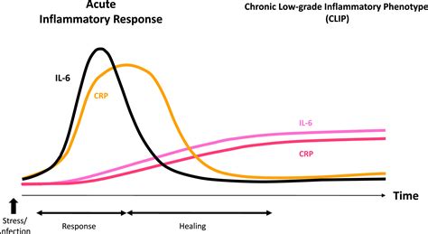 Chronic Low Grade Inflammatory Phenotype Clip And Senescent Immune