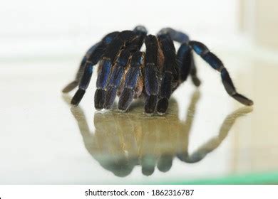 222 Cobalt blue tarantula Images, Stock Photos & Vectors | Shutterstock