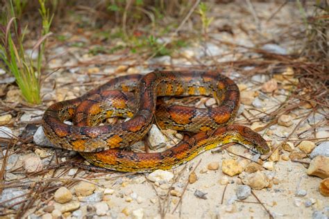 Black And Red Corn Snake
