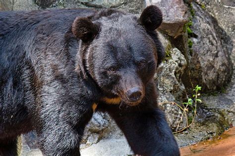 殺人クマでも駆除しないで！猟友会や自治体に抗議電話する人々の正体（全文） デイリー新潮