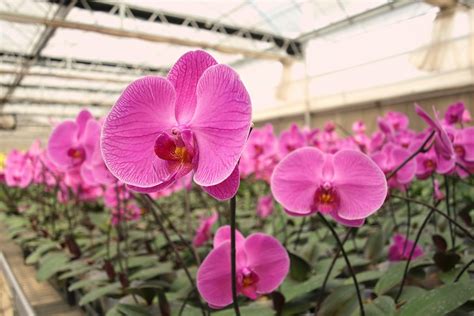 Chilly Spell In Hong Kong Threatens Lunar New 12 Months Blooms Flower