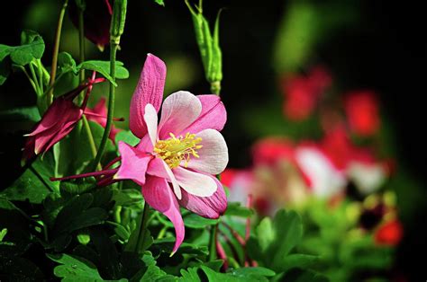 Vivid Pink Columbine Photograph By Lynn Bauer Fine Art America