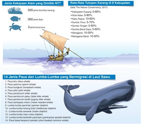 Impian Menyaksikan Mamalia Raksasa Di Laut Sawu