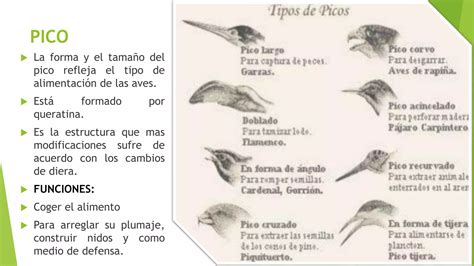 Sistema Digestivo De Las Aves Por Diana Reascos PPT