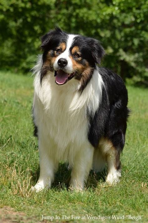 Tricolor Border Collie Jumping In The Fire