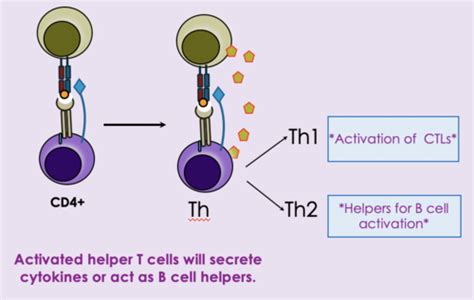 T Lymphocytes in the Immune Response Flashcards | Quizlet