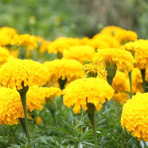 Marigold Seeds - Crackerjack | Sow True Seed