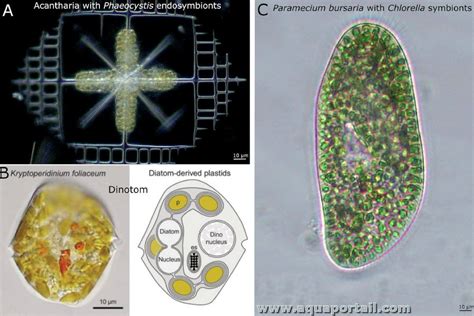 Symbiose Définition Illustrée Avec Explications