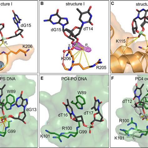 Phosphorothioate Binding Pockets In Anxa And Pc A Protein Ps Aso