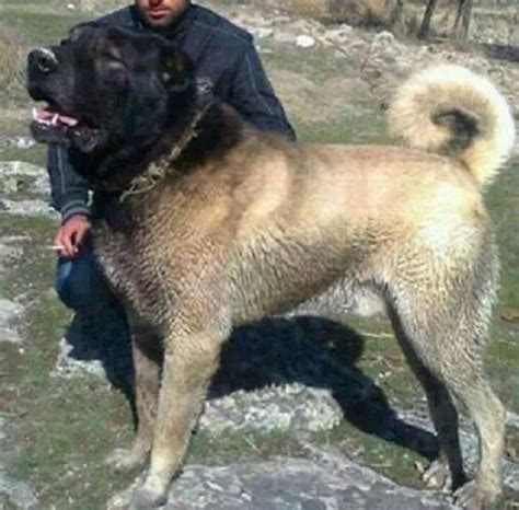 Pin By Kangal Malakli Boz Dog On Armando Leon Landaveri Kangal Dog